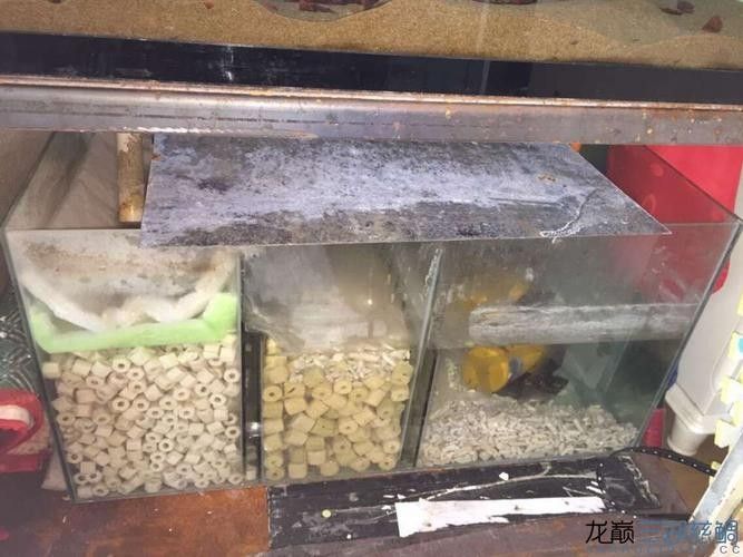 龍魚缸底濾濾材擺放教程圖解