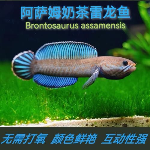 體型小的龍魚是什么魚圖片
