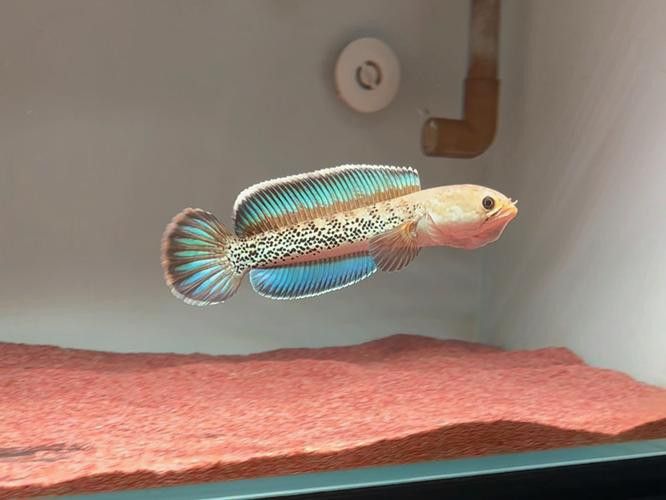 體型小的龍魚是什么魚圖片