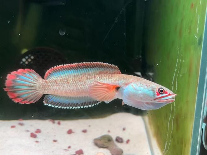 體型小的龍魚是什么魚圖片