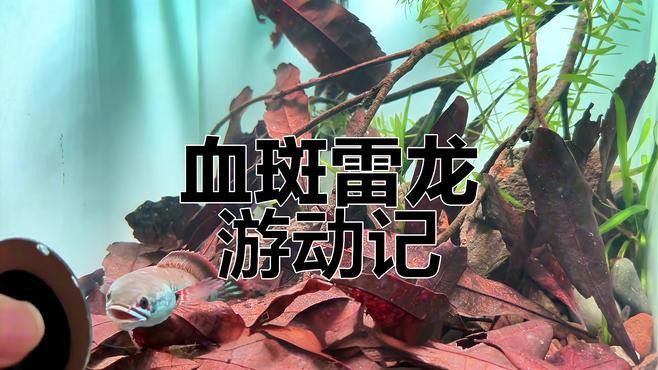 體型小的龍魚是什么魚圖片