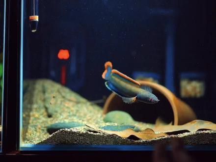 體型小的龍魚是什么魚圖片