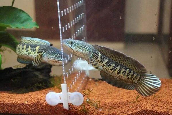 巴卡雷龍魚怎么分公母，如何鑒別巴卡雷龍魚的公母