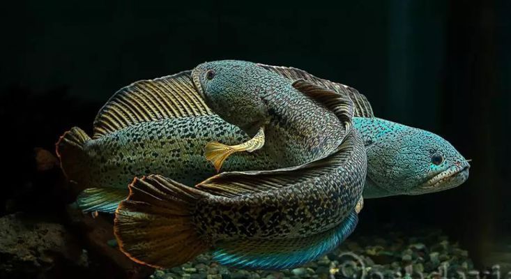 巴卡雷龍魚怎么分公母，如何鑒別巴卡雷龍魚的公母