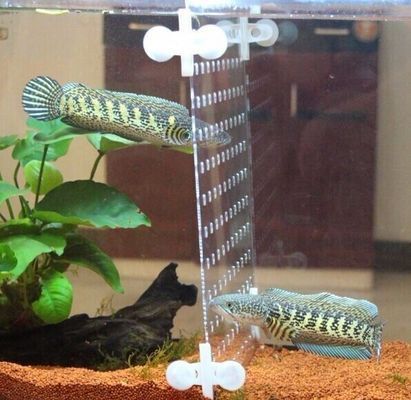 巴卡雷龍魚怎么分公母，如何鑒別巴卡雷龍魚的公母