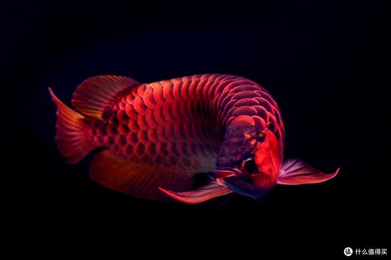 馬印飼料適合哪些品種的龍魚？