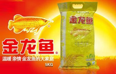 金龍魚金線指哪里