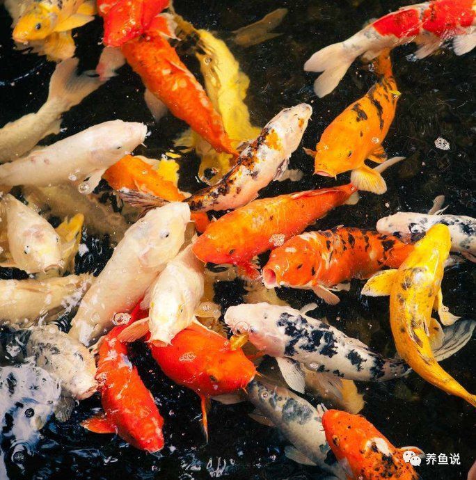 龍魚(yú)呼吸急促要警惕四種病