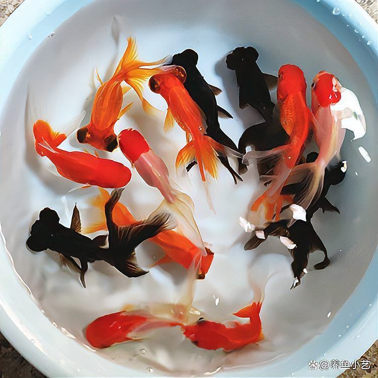 龍魚(yú)呼吸急促要警惕四種病