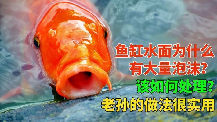 魚(yú)缸的水為什么會(huì)有很多泡沫，如何去除魚(yú)缸泡沫的有效方法