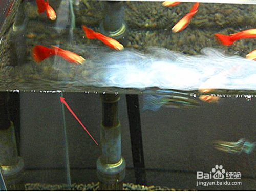 魚缸的水為什么會(huì)有很多泡沫，如何去除魚缸泡沫的有效方法