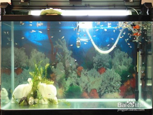 魚(yú)缸的水為什么會(huì)有很多泡沫，如何去除魚(yú)缸泡沫的有效方法