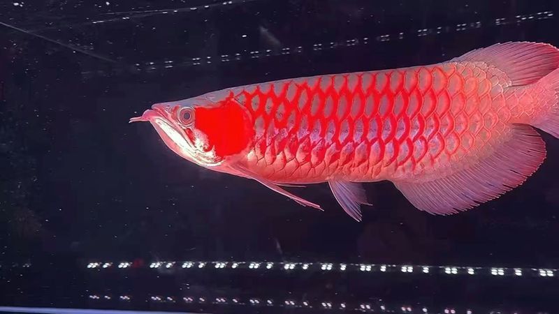 金龍魚壁紙豎屏：關于金龍魚壁紙豎屏的相關信息