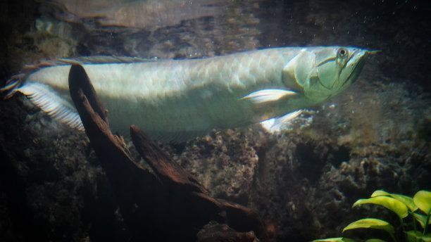 白化金龍魚多少錢一條（白化金龍魚價格對比白化金龍魚市場供需情況分析）
