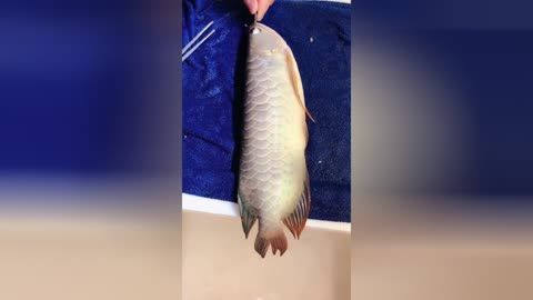 龍魚掉眼手術(shù)后需要恢復多長時間：龍魚掉眼手術(shù)后的恢復時間