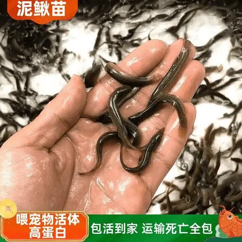 有哪些適合印尼小紅龍的發色飼料？
