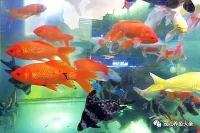 龍魚和招財魚（龍魚和招財魚在外觀、養殖特性以及風水寓意上有所不同）