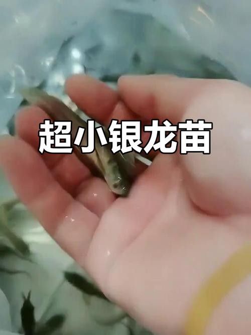 銀龍魚苗長什么樣圖片欣賞