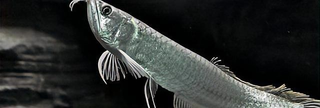 銀龍魚苗長什么樣圖片欣賞