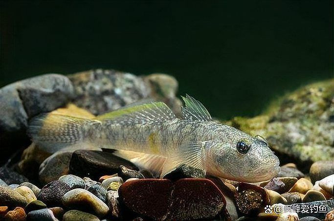 老虎魚是不是爬地虎的一種