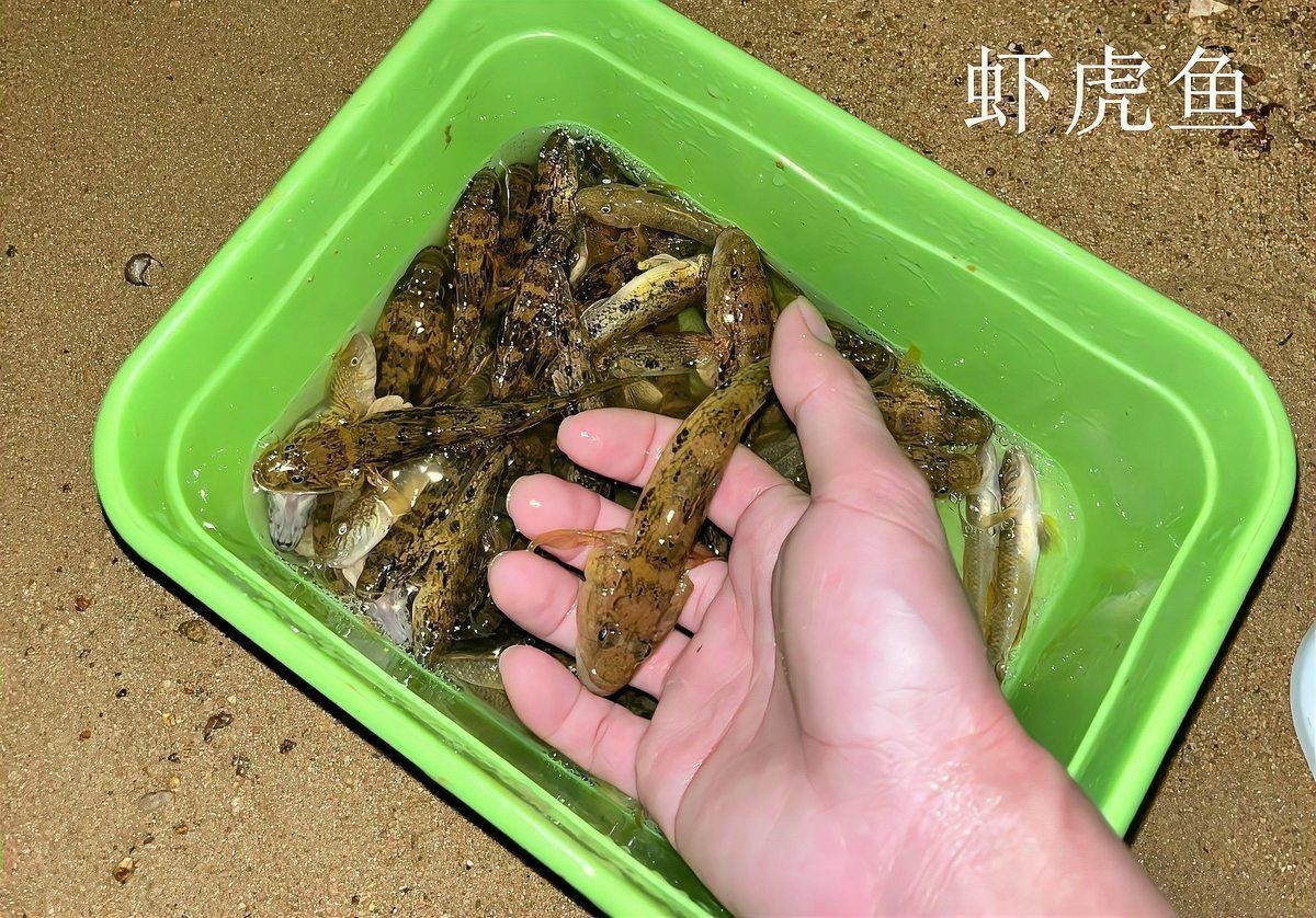 老虎魚(yú)是不是爬地虎的一種