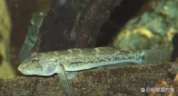 老虎魚(yú)是不是爬地虎的一種