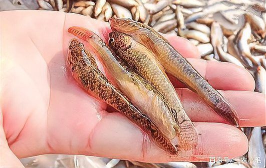 老虎魚(yú)是不是爬地虎的一種