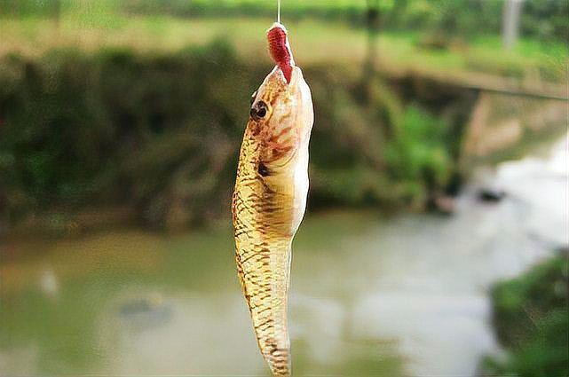 老虎魚是不是爬地虎的一種