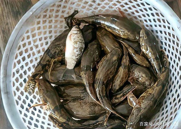 老虎魚是不是爬地虎的一種