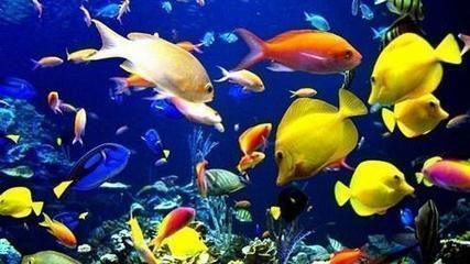 龍魚寓意的優美句子簡短（龍魚養殖技巧入門）