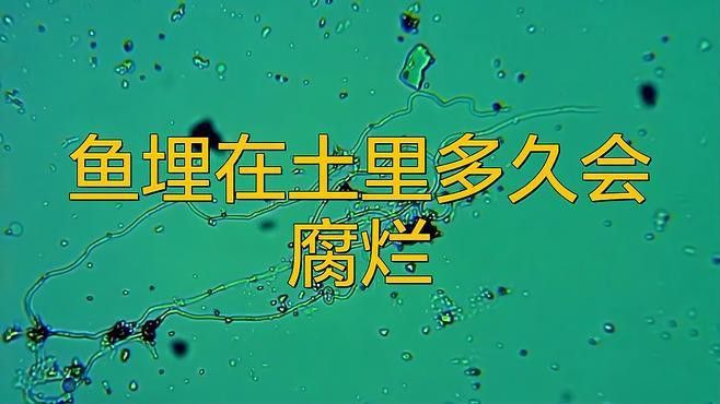龍魚死后多久會腐爛？