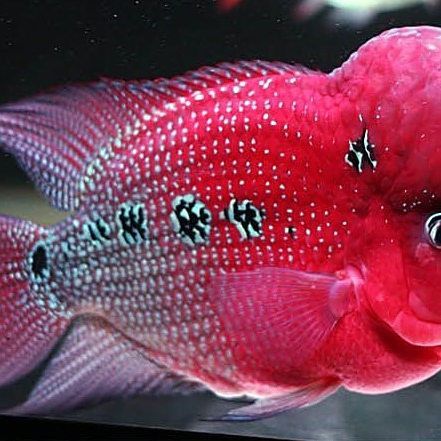 羅漢魚2024年最新行情