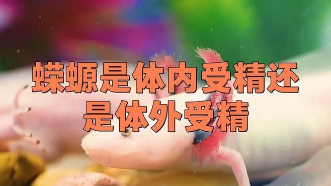 如何判斷小火龍魚是否性成熟？
