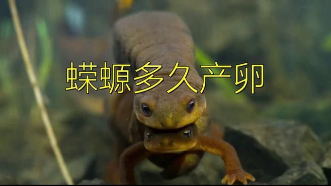 如何判斷小火龍魚是否性成熟？