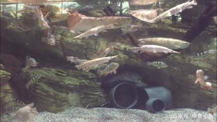 龍魚進食視頻大全：關于龍魚進食的視頻