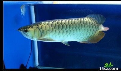 龍魚突然食欲不好怎么辦：龍魚食欲不好怎么辦