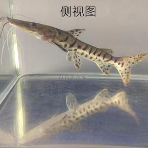 龍魚經(jīng)常撞缸是怎么回事：龍魚撞缸可能由多種因素引起，水族專家的解決方案及解決方案