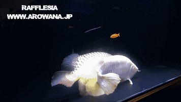 龍魚產卵，關于龍魚產卵的詳細信息