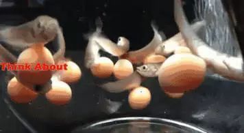 龍魚產卵，關于龍魚產卵的詳細信息