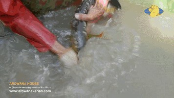 龍魚產卵，關于龍魚產卵的詳細信息