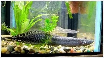 龍魚一直張嘴呼吸最簡單處理：龍魚一直張嘴呼吸怎么辦