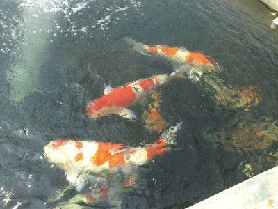 北京龍魚祥龍魚場（北京龍魚祥龍魚場怎么樣）