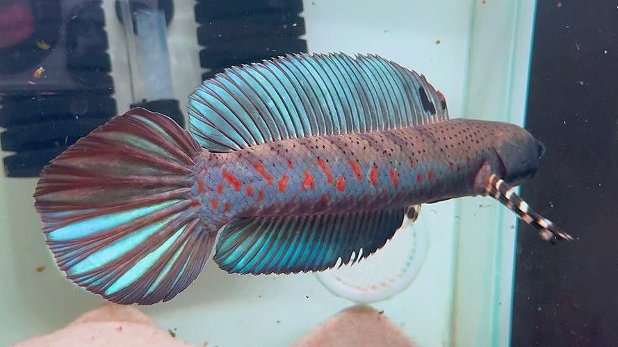 紅色的雷龍魚圖片欣賞