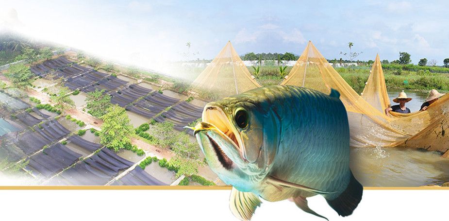 福龍魚是什么品種（如何鑒別高品質(zhì)福龍魚）