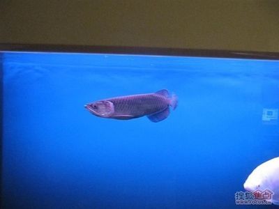 金龍魚(yú)和藍(lán)鯊能混養(yǎng)嗎：金龍魚(yú)和藍(lán)鯊能混養(yǎng)取決于多種因素