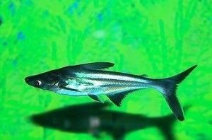 金龍魚(yú)和藍(lán)鯊能混養(yǎng)嗎：金龍魚(yú)和藍(lán)鯊能混養(yǎng)取決于多種因素