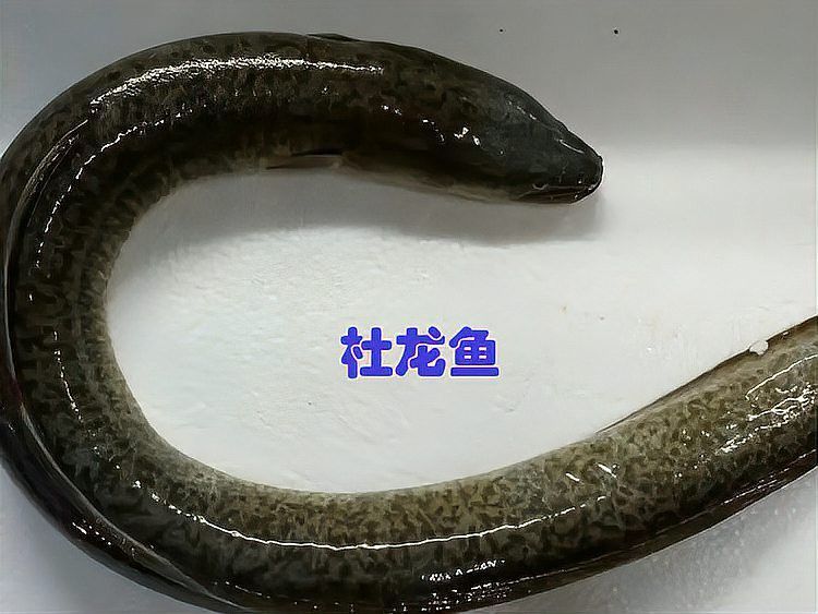 杜龍魚是什么魚種