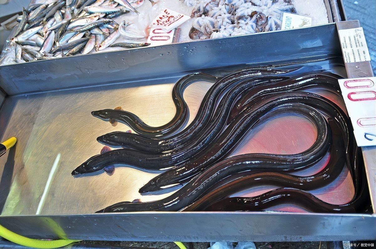 杜龍魚是什么魚種