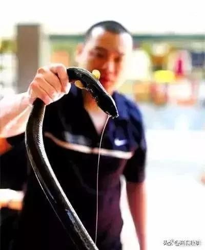 杜龍魚是什么魚種