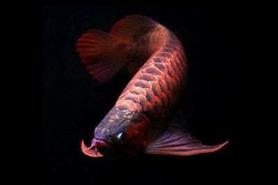 龍魚和刀魚有什么區(qū)別呢，如何區(qū)分野生龍魚和養(yǎng)殖龍魚